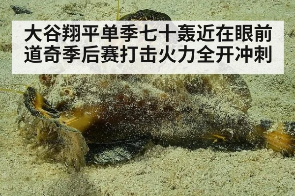 大谷翔平单季七十轰近在眼前 道奇季后赛打击火力全开冲刺